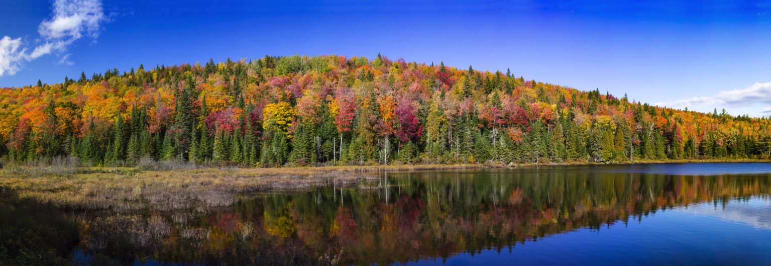 forêt d'érable au canada forêt d'érable au canada
